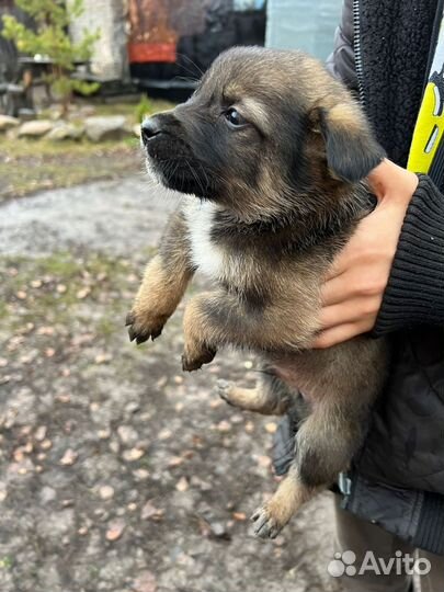 Отдам в добрые руки щенков