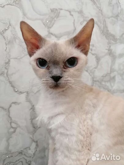 Девон-рекс кошка