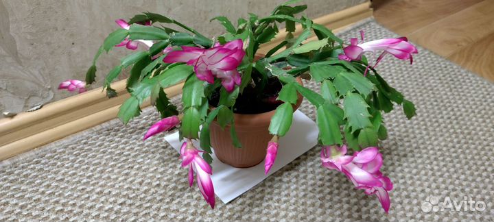 Декабрист розовый с белым крупный цветок