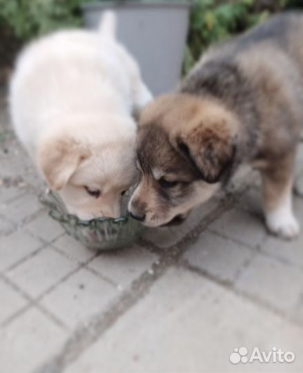 Лайка (щенки)