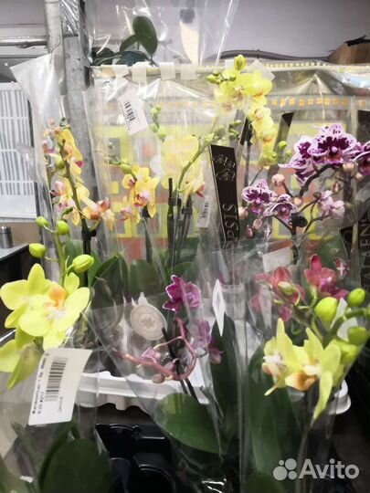 Орхидея. Фаленопсис. Цимбидиум. Дендробиум