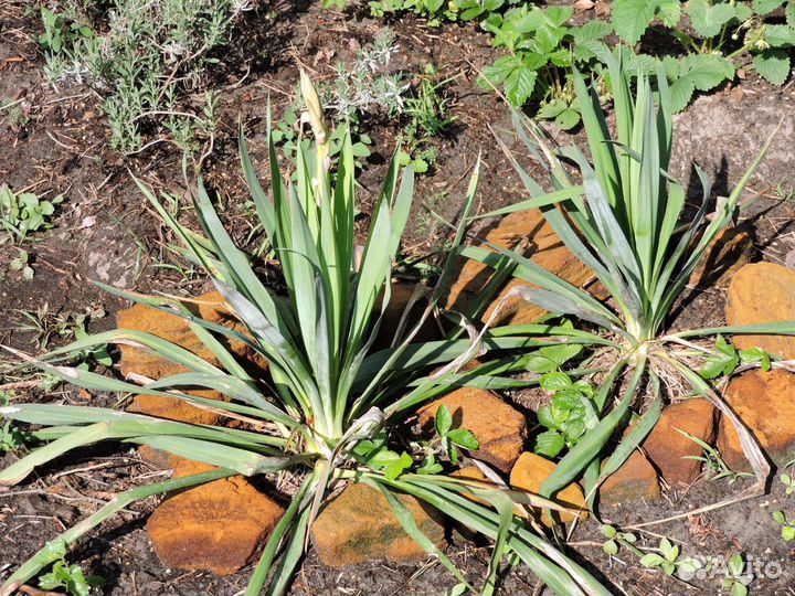 Морозостойкие кактусы, юкка