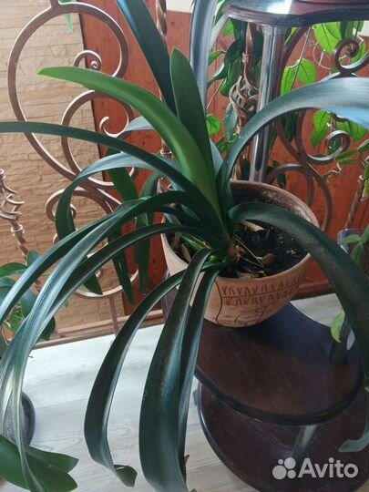 Кливия красная