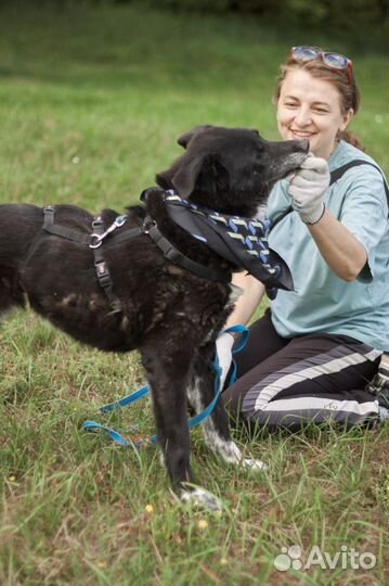 Собачка в приюте все еще надеется найти хозяев