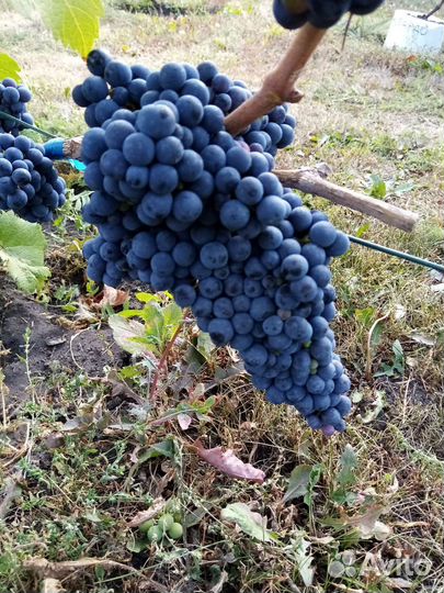 Саженцы, черенки винограда