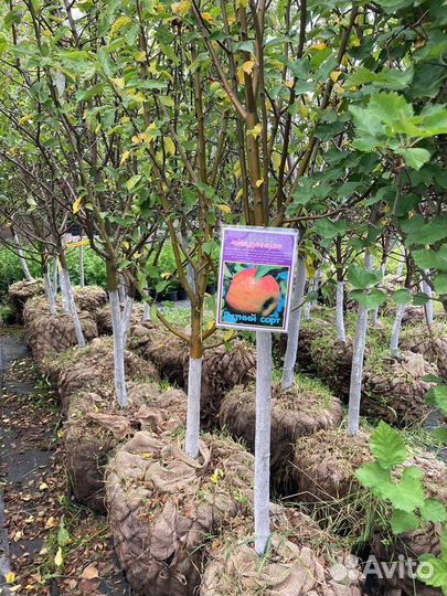 Саженцы плодовых растений, доставка, гарантия