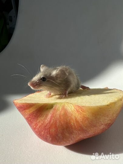 Мышата кудрявые Тексель