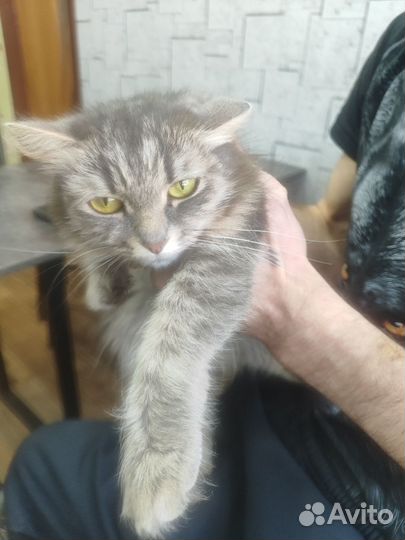 Кошки в добрые руки бесплатно