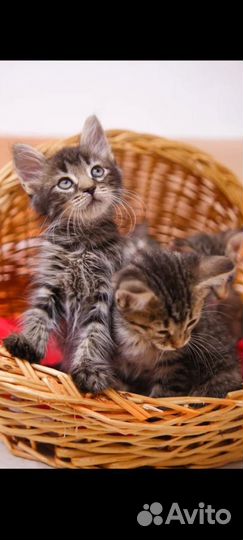 Котята 2 мес