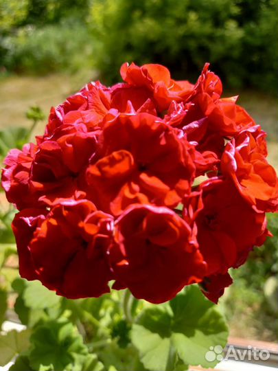 Пеларгония герань