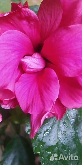 Гибискус. Редкий эксклюзив