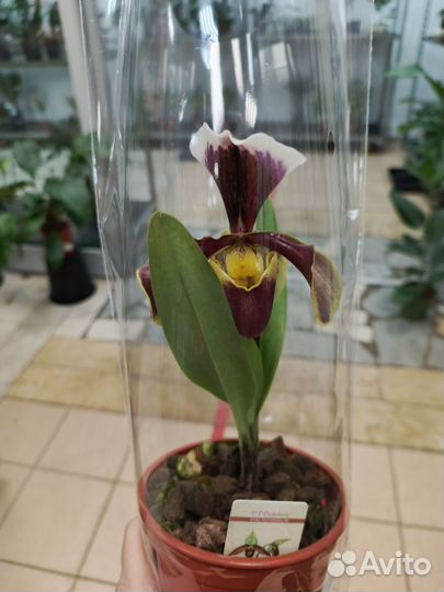 Орхидея пафиопедилум