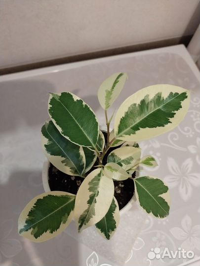 Комнатные растения цветы:кротон,фикус бендж,драцен