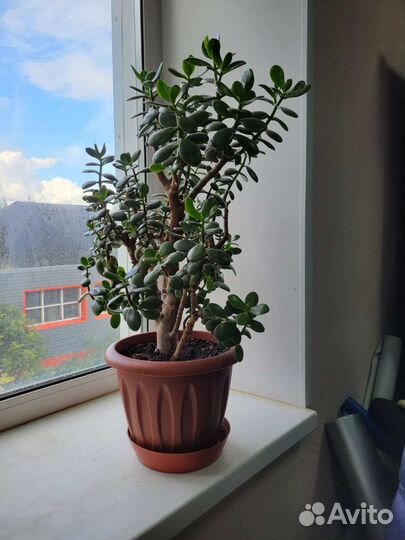 Крассула толстянка денежное дерево