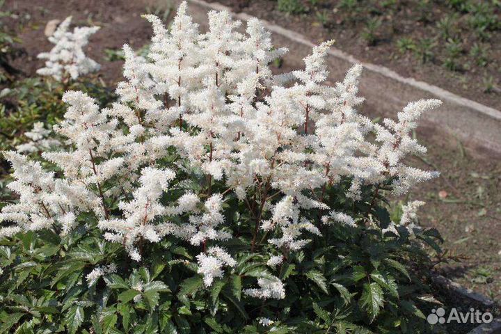 Астильба Рок энд Рол