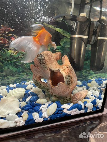 Аквариум на 25 литров
