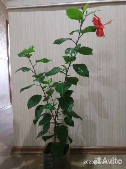 Комнатная роза