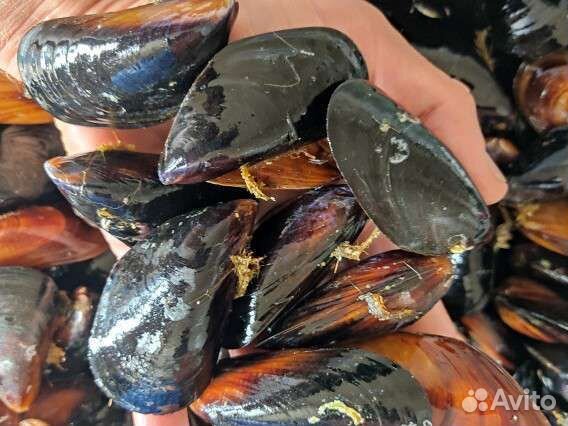 Мидии живые черноморские