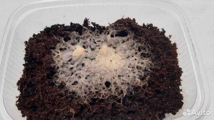 Гриндальский червь - культура для разведения