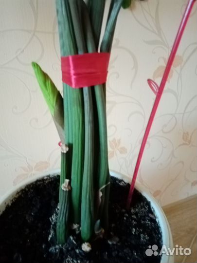 Замиокулькас