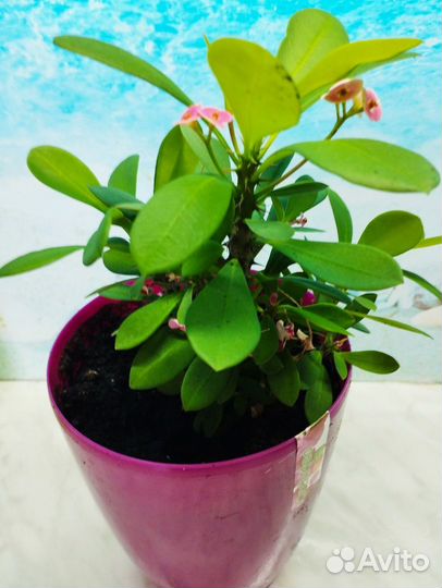 Молочай миля