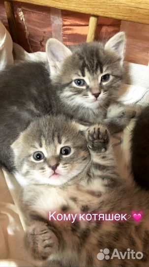 Вислоухие котята
