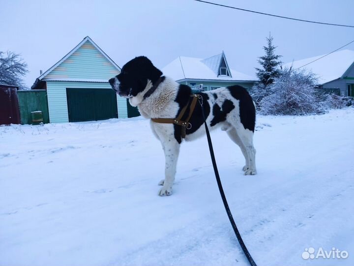Вязка алабай