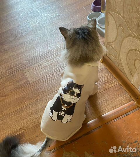 Новые толстовки для кошек и собак