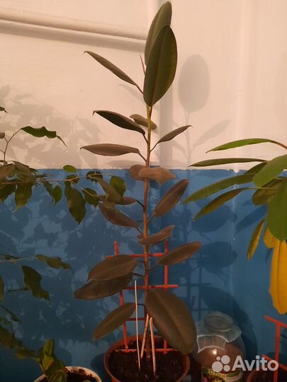 Комнатные растения