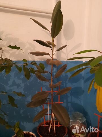 Комнатные растения