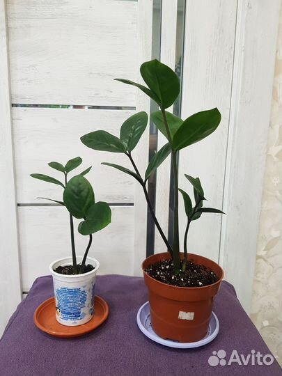 Замиокулькас