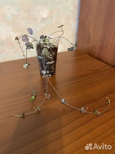 Церопегия Вуда