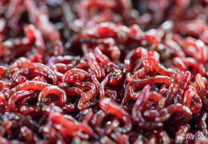 Замороженные корма для рыбок - Мотыль