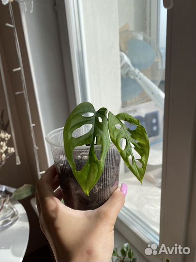 Монстера манки маск