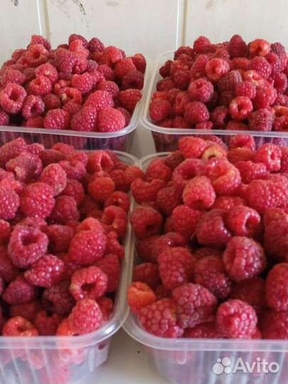 Малина самосбор