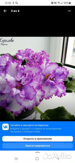 Продам укорененные детки сортовых фиалок 7