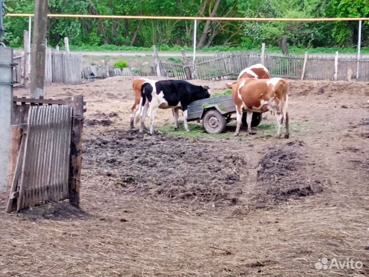 Корова дойная