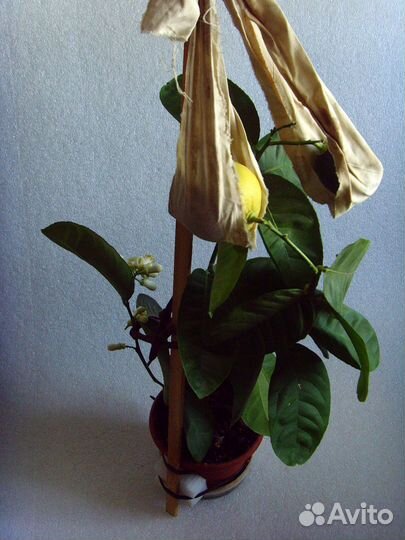 Лимон Мейера