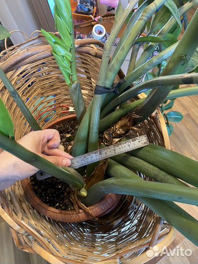 Замиокулькас