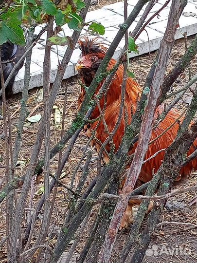 Молодые петухи