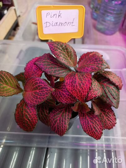 Фиттонии,20 сортов