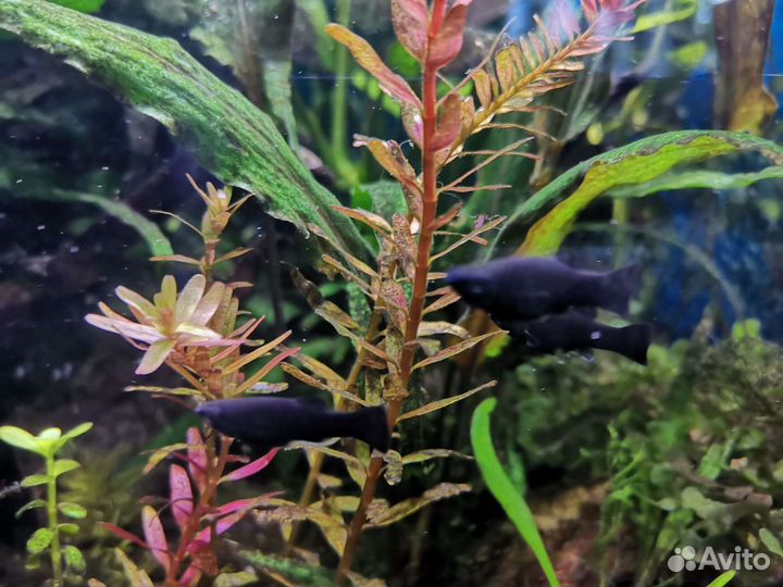 Молинезии черные