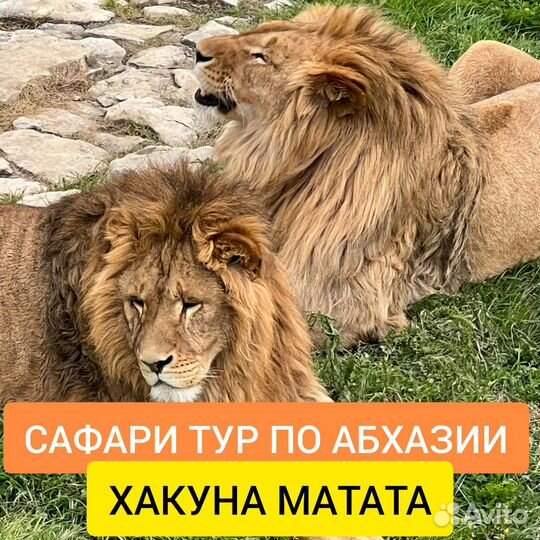 Сафари тур по абхазии С посещением парка львов