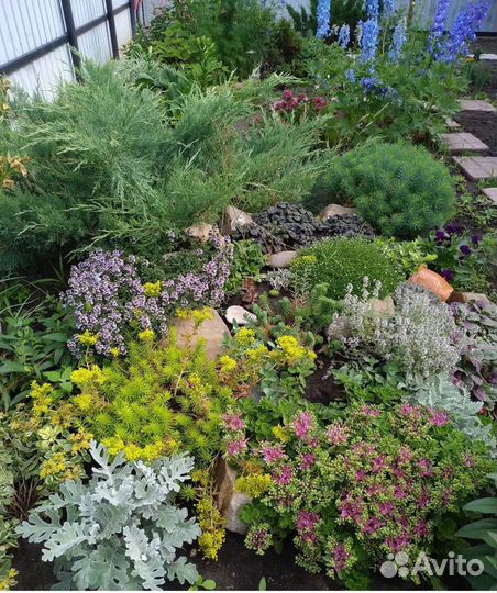 Садовые многолетники