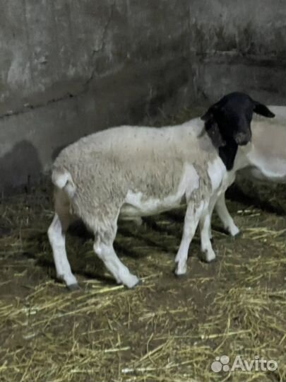 Дорпер баранчик