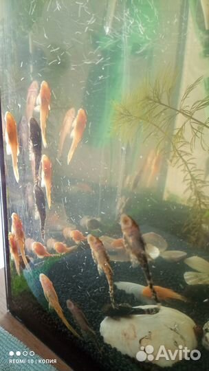 Сомики анцитрусы