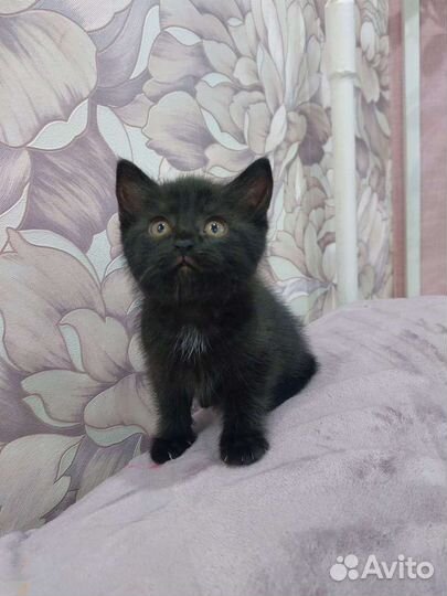 Котенок девочка в дар