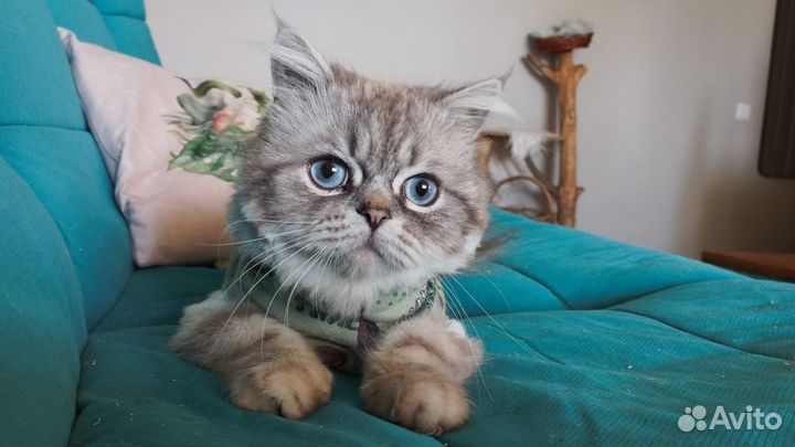 Котик Саймон ищет дом