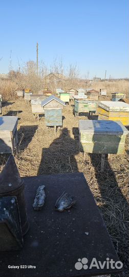 Продам пчелосемьи