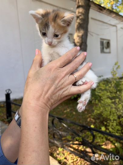 Котята в добрые руки москва
